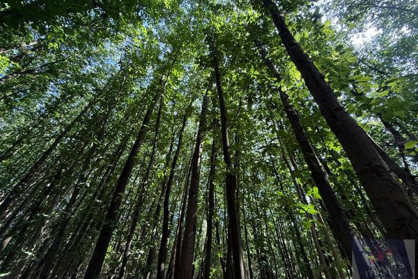 Grond te koop / Houthalen-Helchteren