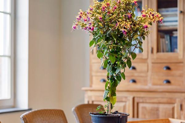 Overige verkocht / Molenbeek-Wersbeek