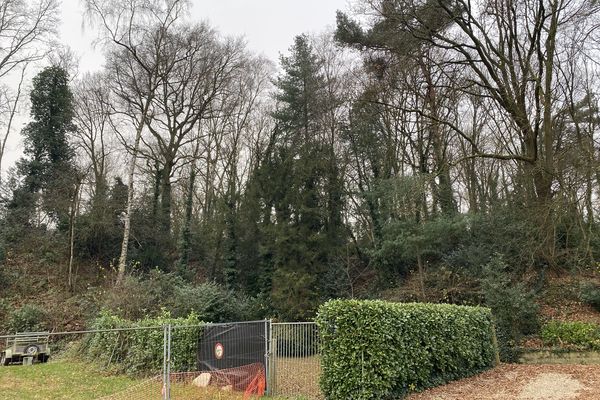 Tuin en bos 