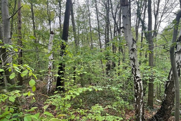 Grond te koop / Holsbeek