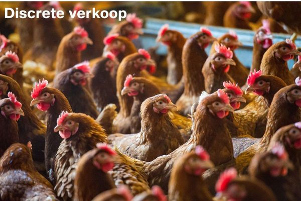 Boerderij
                            te koop in Hasselt