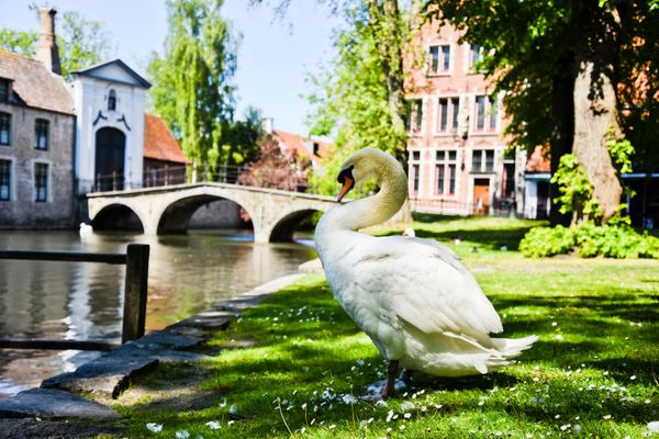 Commercieel te koop / Brugge