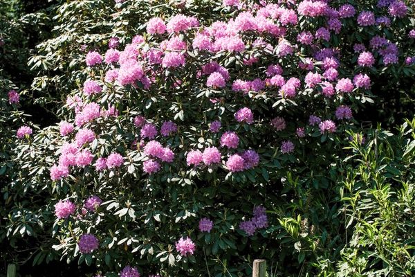 Huis te koop / Heusden-Zolder