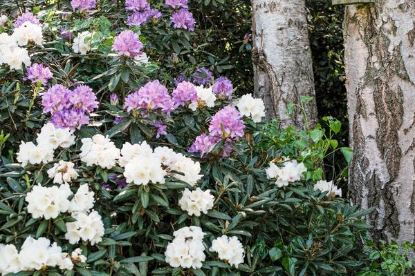 Huis te koop / Heusden-Zolder