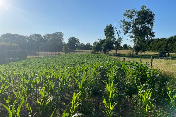 Grond
                                te koop
                                in Hees