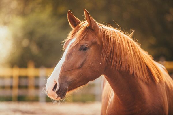 Hoeve
                            te koop in Koewacht