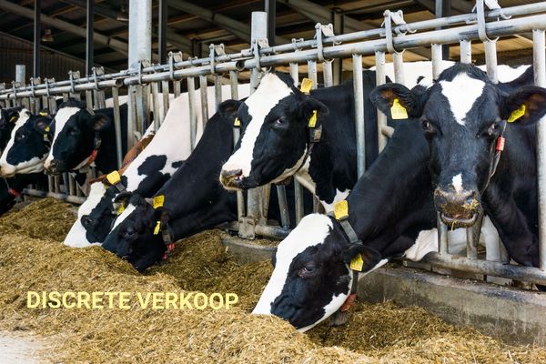 Hoeve
                            te koop in Lokeren