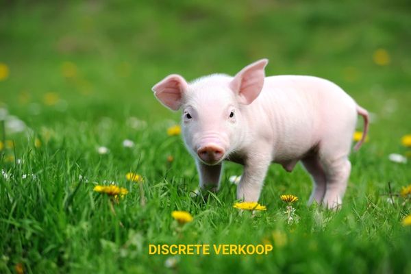 Boerderij
                            te koop in Alveringem