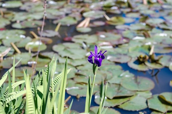 Huis te koop / Heusden-Zolder
