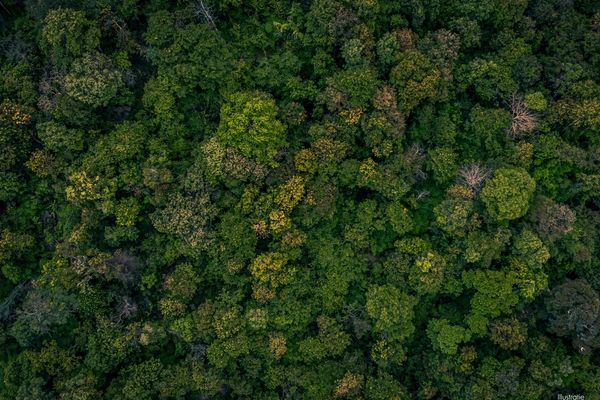 Bosgrond
                            verkocht in Merelbeke-Melle